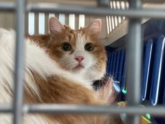 -纳吉亚猫专科动物诊疗中心(蒋宅口分院)