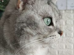 -平行世界·猫咖(首经贸店)