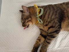 -灵美宠物诊所