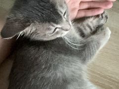 -乖乖宠物医院·猫科·急重症中心(车站北路分院)