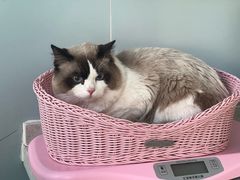 -纳吉亚猫专科动物医院·北北分院