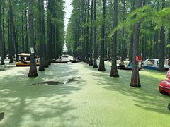 -渌洋湖湿地公园
