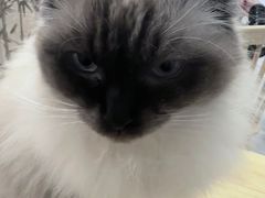 -楼上猫咖(罗湖店)