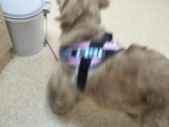 -芭比堂爱心动物医院·心脏科·犬猫内科(越城可乐分院)