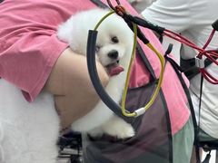 -喵汪萌宠屋旗舰店.洗澡美容.猫狗基地