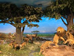 -国家自然博物馆