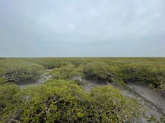 -北海金海湾红树林生态旅游区