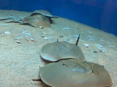 -西海国立公园九十九岛水族馆