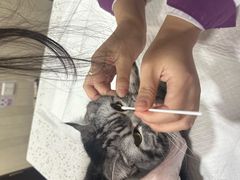 -宠爱国际动物医院·消化内科·心肾内科·ISFM猫友好(望京店)