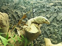 -广州长隆飞鸟乐园