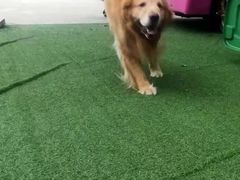 -宠物寄养训练学校