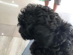 -爱侣宠医·鹦鹉专科·小型哺乳类·异宠专科(灵石路店)