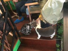 -李小姐の猫咖啡馆(五角场店)