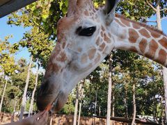 -清迈夜间动物园