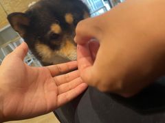-南京Hallo宠物乐园·哈罗犬舍·柴犬繁育基地
