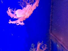 -芜湖新华联大白鲸海洋公园