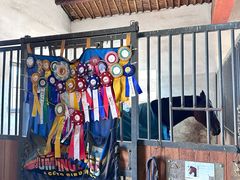 -北京群众马术培训基地