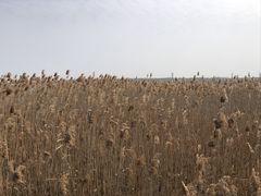 -上海吴淞炮台湾国家湿地公园