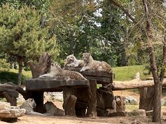 -北京野生动物园