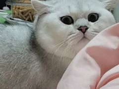 -欣宠猫屋·矮脚拿破仑·蓝金金渐层