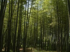-大唐贡茶院