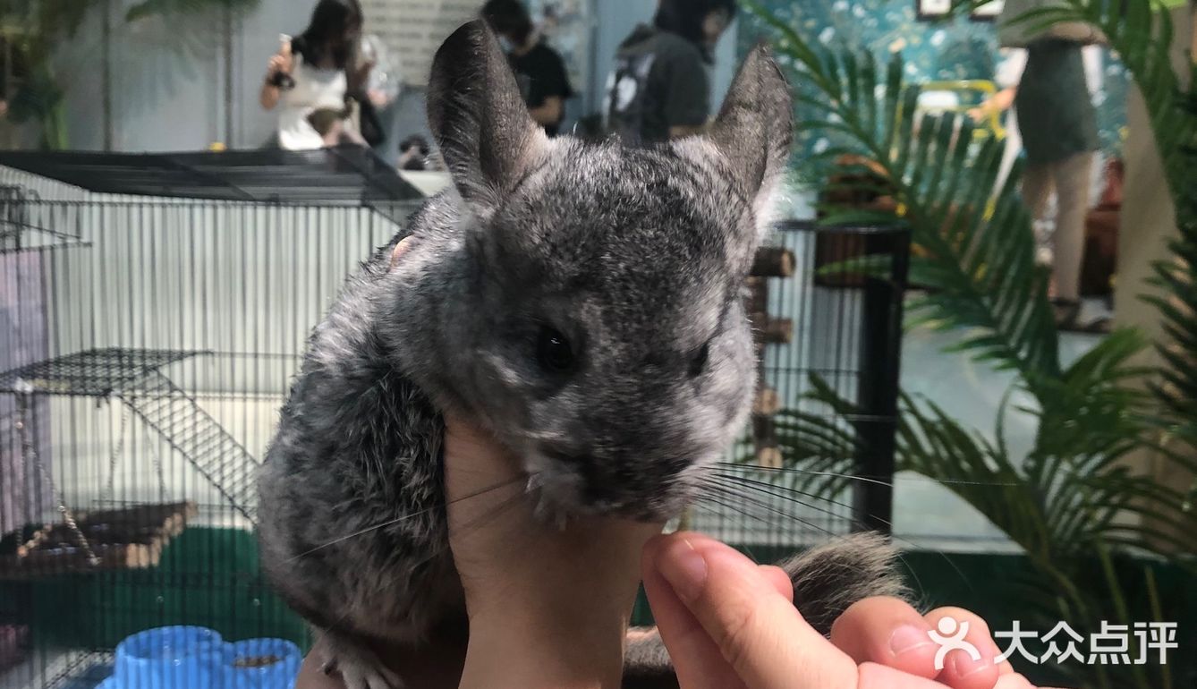 毛孩子控的福音来了