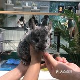 毛孩子控的福音来了