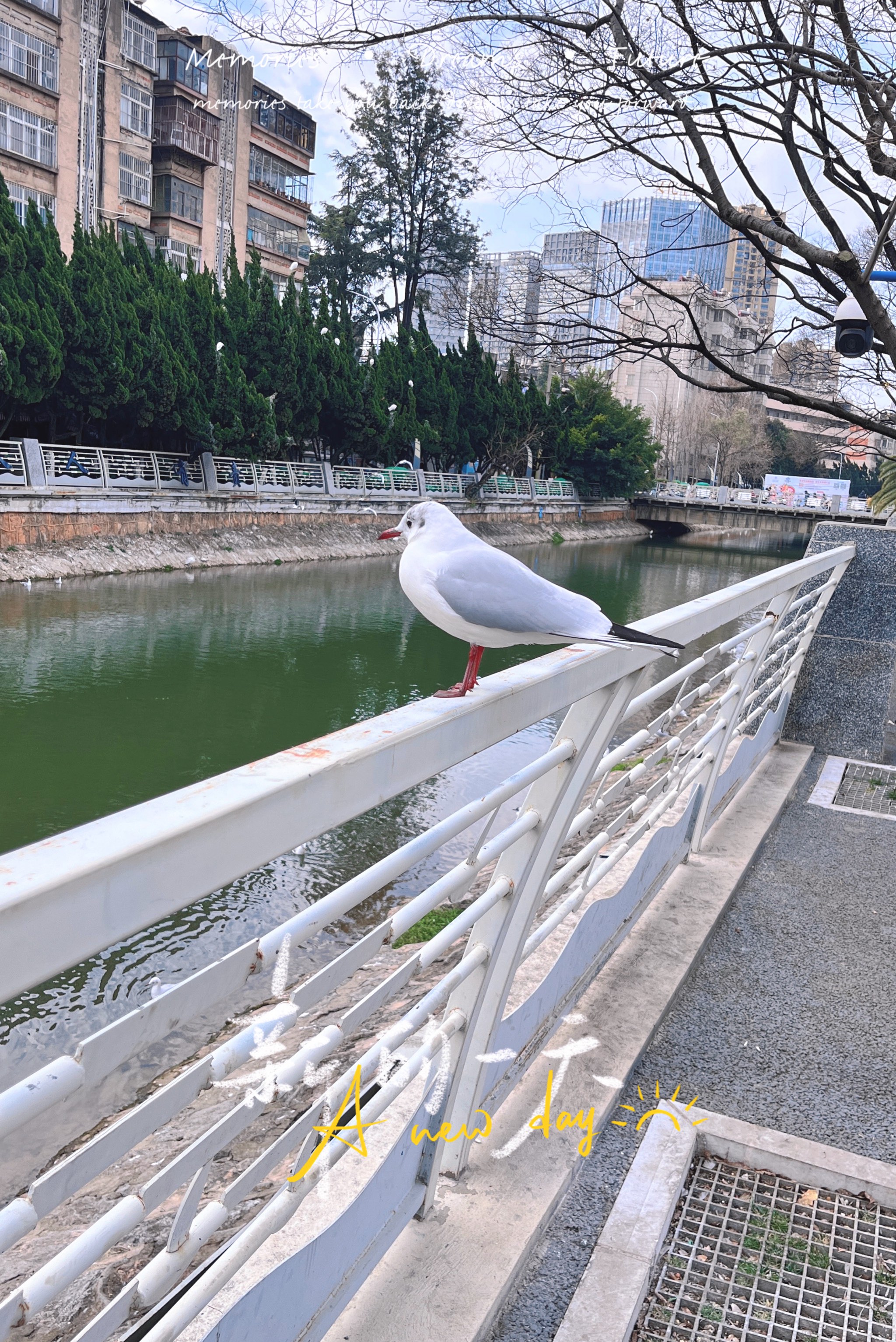 昆明喂海鸥图片