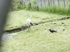 -钏路市丹顶鹤自然公园