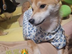-逗柴咖啡屋·狗咖猫咖宠物桌游