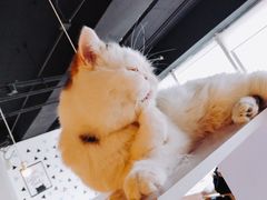 -Cappucimeow猫咪咖啡馆(韦伯时代店)