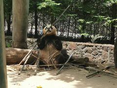 -都江堰中华大熊猫苑