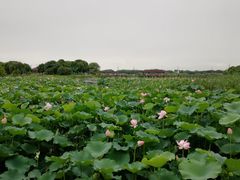 -荷塘月色湿地公园·向阳花洲