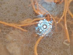 -杨记山珍鸡煲菌汤锅