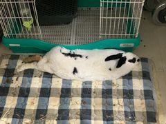 -瑞派·关忠动物医院·异宠专科·犬猫肿瘤·皮肤专科(望京店)