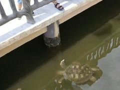 -广东惠东海龟国家级自然保护区