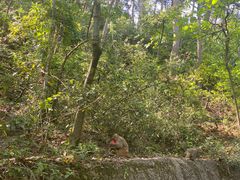 -黔灵山公园