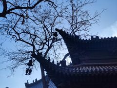 -护国法轮寺