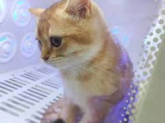 -喵zoo家庭繁育猫舍(尖东智能花园店)