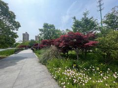 -昆山城市生态森林公园