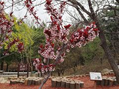 -北京西山国家森林公园