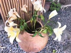 -云里小坐·小院里·团建·宴请·下午茶(三圣乡店)