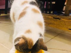 -猫小院猫主题咖啡厅(北锣店)