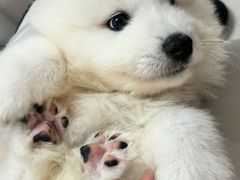 -翊宠yipet猫狗购宠庄园犬舍•猫舍