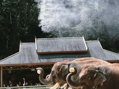 -野象谷景区