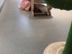 -飞行喵MR PILOT|猫舍·猫咖(静安大融城店)
