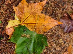 -山王坪喀斯特国家生态公园