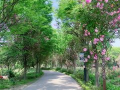 -鹅湖玫瑰文化园