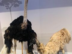 -贝林大翅鲸简餐厅(国家海洋博物馆店)