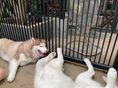-TrueLove @ Neverland (Husky Cafe)